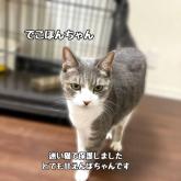 雑種