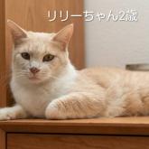 雑種
