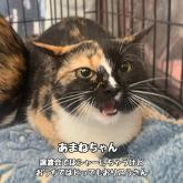 雑種