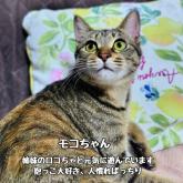 雑種