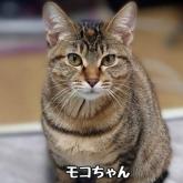 雑種