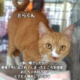 雑種