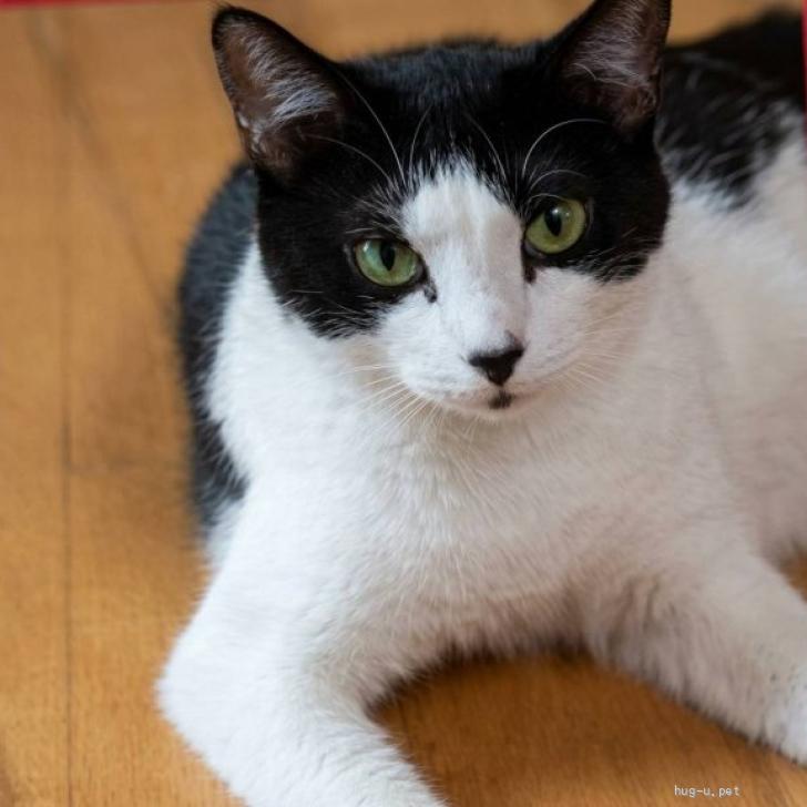 猫の里親募集】埼玉県・雑種・甘えん坊の白黒ハチワレ☆たえちゃん（ID