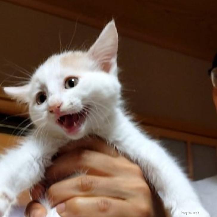 猫の里親募集】埼玉県・雑種・生後2ヶ月💖かわいい💙コットンくん（ID