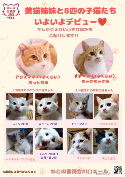 猫の里親募集】埼玉県・雑種・生後2ヶ月💖かわいい💙コットンくん（ID