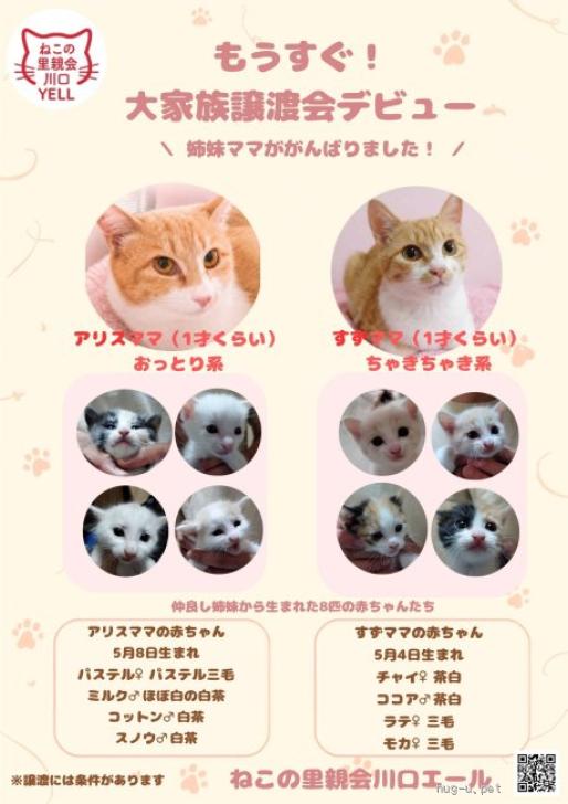 猫の里親募集】埼玉県・雑種・人馴れバッチリかわいいヤンママ♪アリス