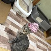 雑種