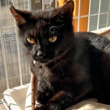 猫 雑種の里親募集一覧 ハグー みんなのペット里親情報