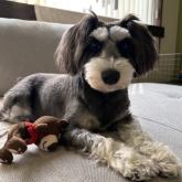 ミニチュアシュナウザー