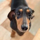 ミニチュアダックスフンド(スムース)