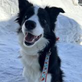 ボーダーコリー