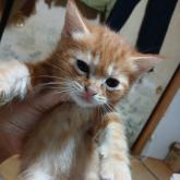 雑種