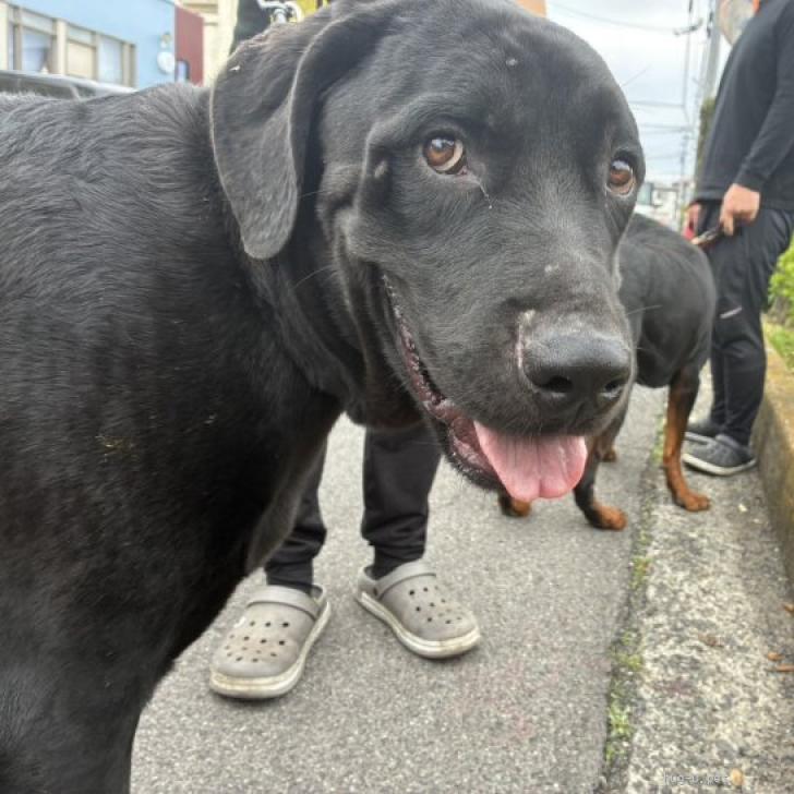 犬の里親募集】香川県・ロットワイラー×ワイマラナー・クマくん（ID