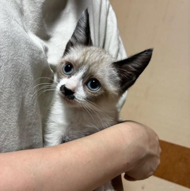 猫の里親募集】香川県・雑種・テテくん（ID:2605-01191）｜ハグー