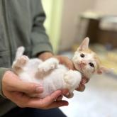 雑種