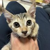 雑種