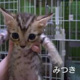 雑種