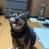 雑種