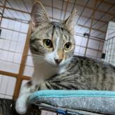雑種