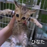 雑種