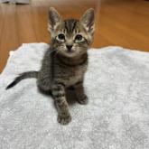 雑種