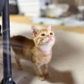 雑種