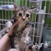雑種
