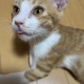 雑種