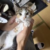 雑種