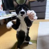 雑種