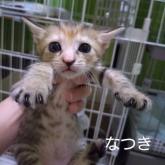 雑種
