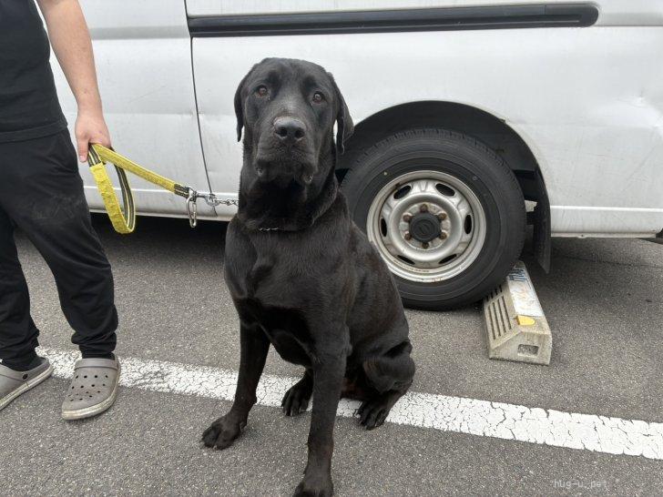 犬の里親募集】香川県・ロットワイラー×ワイマラナー・クマくん（ID