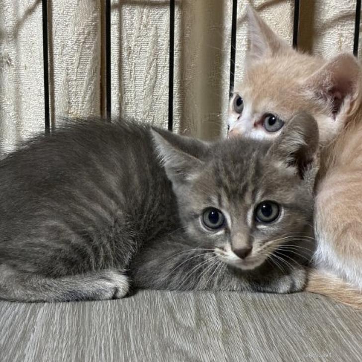 里親様募集♡送料込み。アプリコットちゃん。トップノット。 猫の里親募集】香川県・雑種・チャップスちゃん（ID:2606-00214