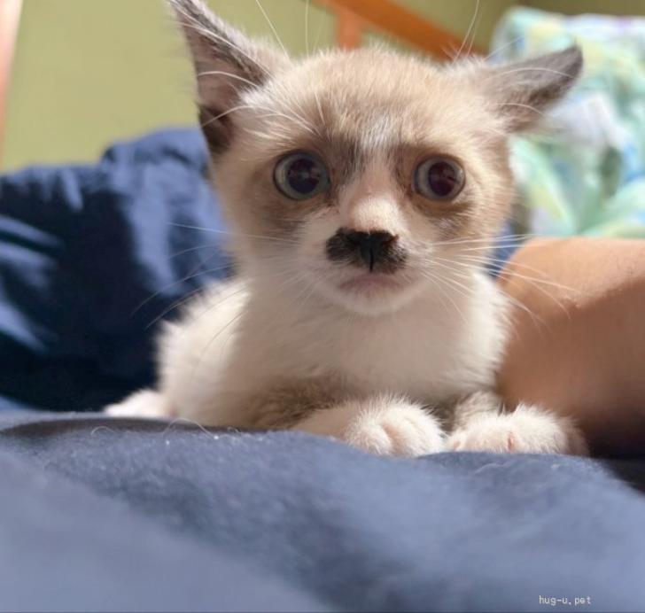猫の里親募集】香川県・雑種・テテくん（ID:2605-01191）｜ハグー