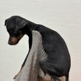 ミニチュアピンシャー