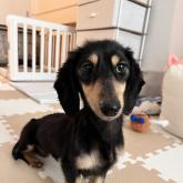 ミニチュアダックスフンド(ロング)