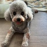 ミディアムプードル