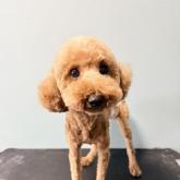 トイプードル