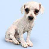 ビションフリーゼ