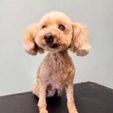 トイプードル