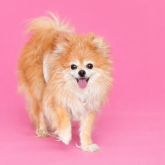 ポメラニアン