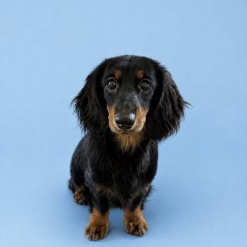 犬 × ミニチュアダックスフンド(ロング)の里親募集一覧｜ハグー