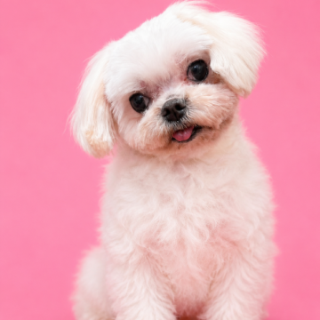 犬 × マルチーズの里親募集一覧｜ハグー -みんなのペット里親情報
