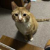 雑種