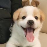 雑種