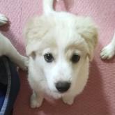 雑種