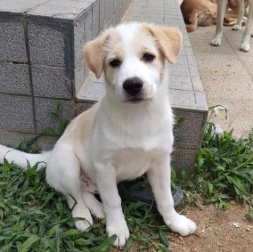 さいたま犬 犬 × 埼玉県 × 雑種の里親募集一覧｜ハグー -みんなのペット里親情報