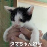 雑種