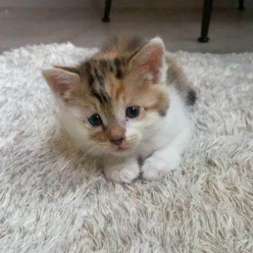 猫の里親募集】大阪府・雑種・お鼻の模様が可愛い「プップちゃん」（ID
