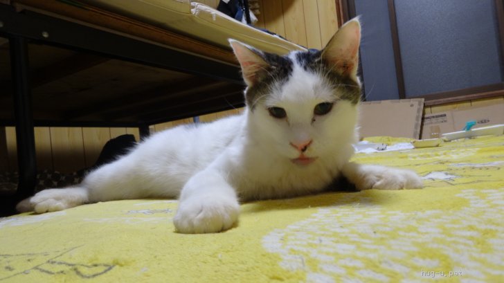 愛媛県の猫の雑種の里親募集特集 みんなのペットライフ